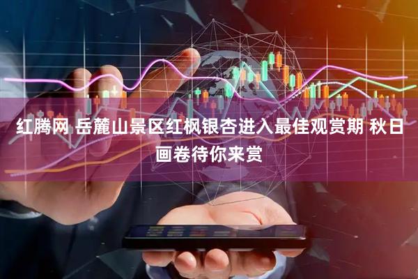 红腾网 岳麓山景区红枫银杏进入最佳观赏期 秋日画卷待你来赏